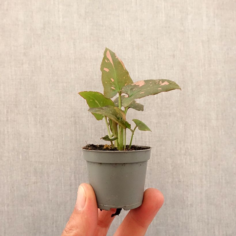 Syngonium Pink Splash Mini-plante Ejemplar entregado en la primavera
