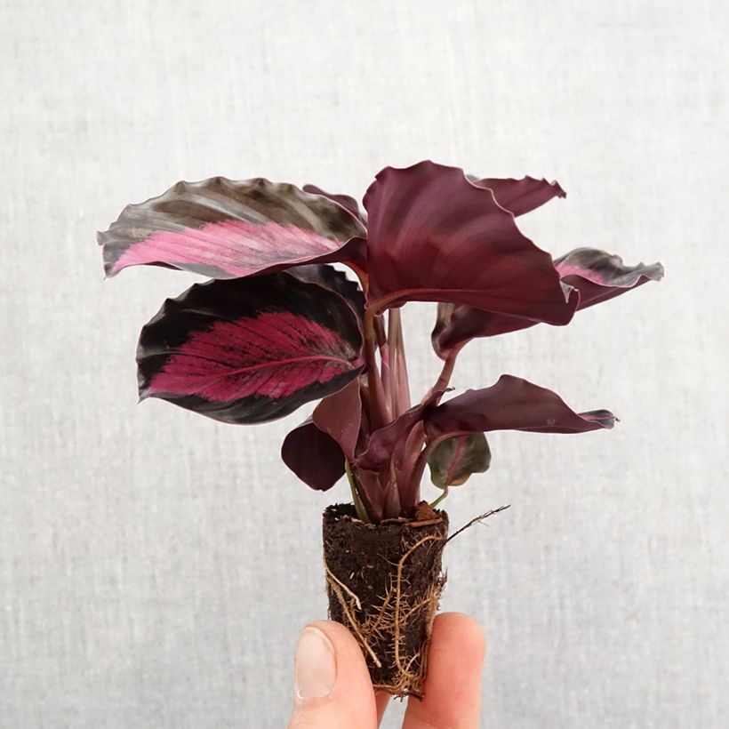 Syngonium Pink Splash - Motte 5 cm x 7 cm Ejemplar entregado en la primavera
