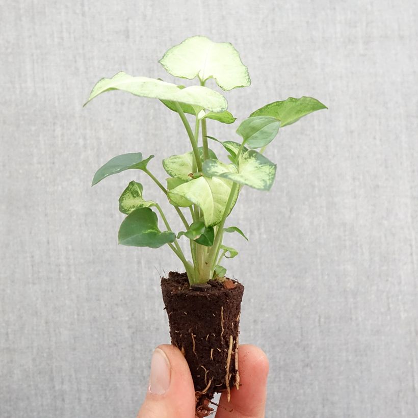 Syngonium Snow White - Patte d'oie Mini-motte Ø 3/4 cm Ejemplar entregado en la primavera