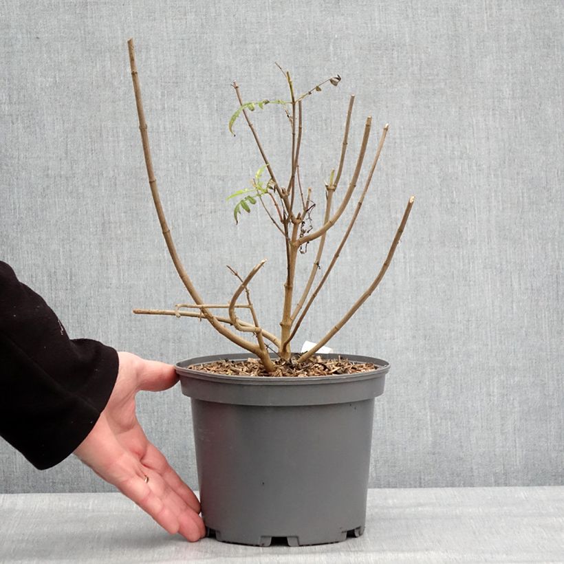 Tagetes lemmonii Maceta 3L/4L Ejemplar entregado en invierno