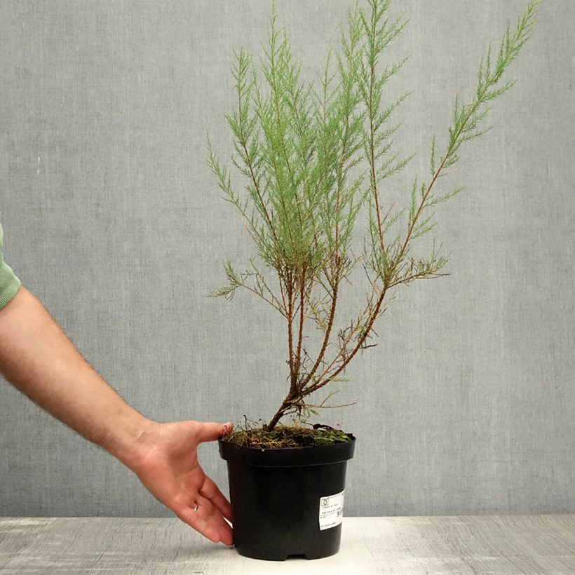 Ejemplar de Tamarix ramosissima Rubra - Taray catina Maceta 3L/4L entregado en verano