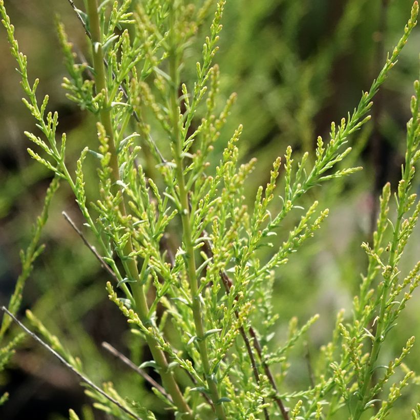 Tamarix ramosissima Rubra - Taray catina (Follaje)