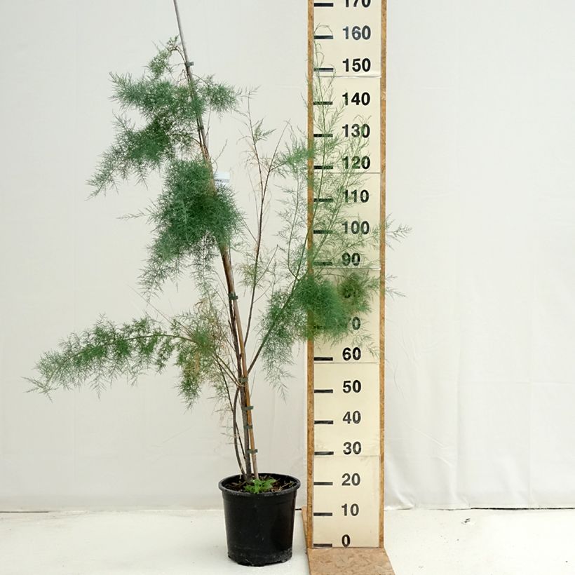Ejemplar de Tamarix ramosissima Pink Cascade - Taray catina Maceta 7,5L/10L entregado en verano