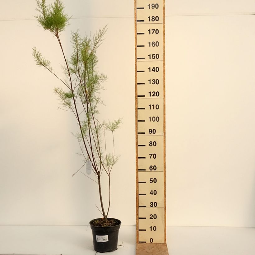 Ejemplar de Tamarix ramosissima - Taray catina Maceta 4L/5L entregado en verano