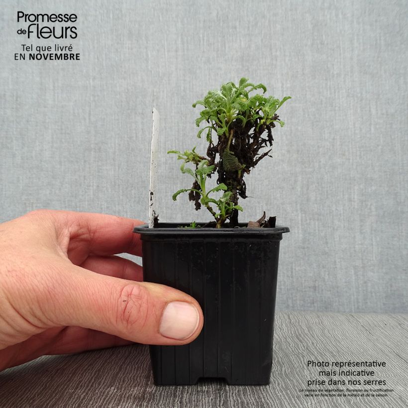 Ejemplar de Tanacetum haradjanii Maceta de 8/9 cm entregado en otoño