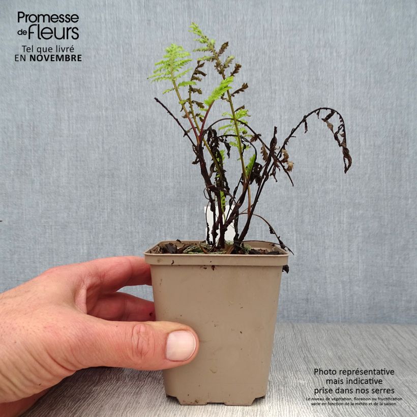 Ejemplar de Tanaceto Isla Gold - Tanacetum vulgare Maceta de 8/9 cm entregado en otoño