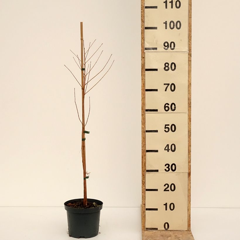 Taxodium distichum - Ciprés de los pantanos Maceta 3L/4LAltura de entrega aprox. 80/100cm Ejemplar entregado en invierno