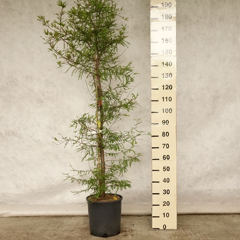 Ejemplar de Taxodium distichum - Ciprés de los pantanos Maceta 12L/15LAltura de entrega aprox. 125/150cm entregado en verano