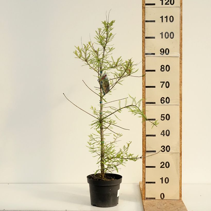 Ejemplar de Taxodium distichum - Ciprés de los pantanos Maceta 3L/4L entregado en verano
