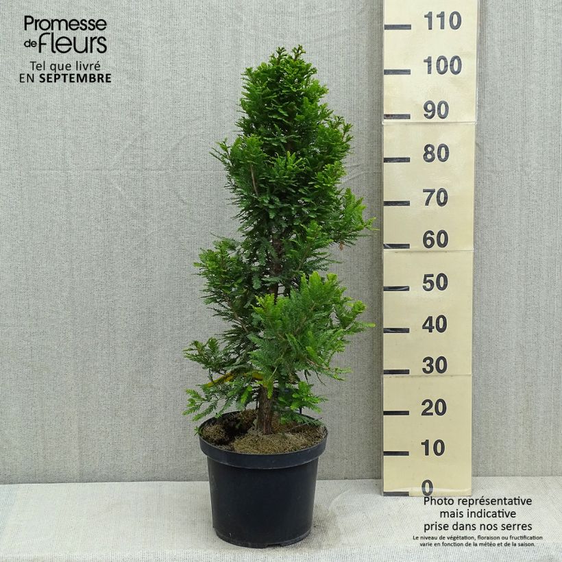 Ejemplar de Taxodium distichum Pevé Minaret - Ciprés de los pantanos Maceta 6L/7LAltura de entrega aprox. 50/60cm entregado en verano