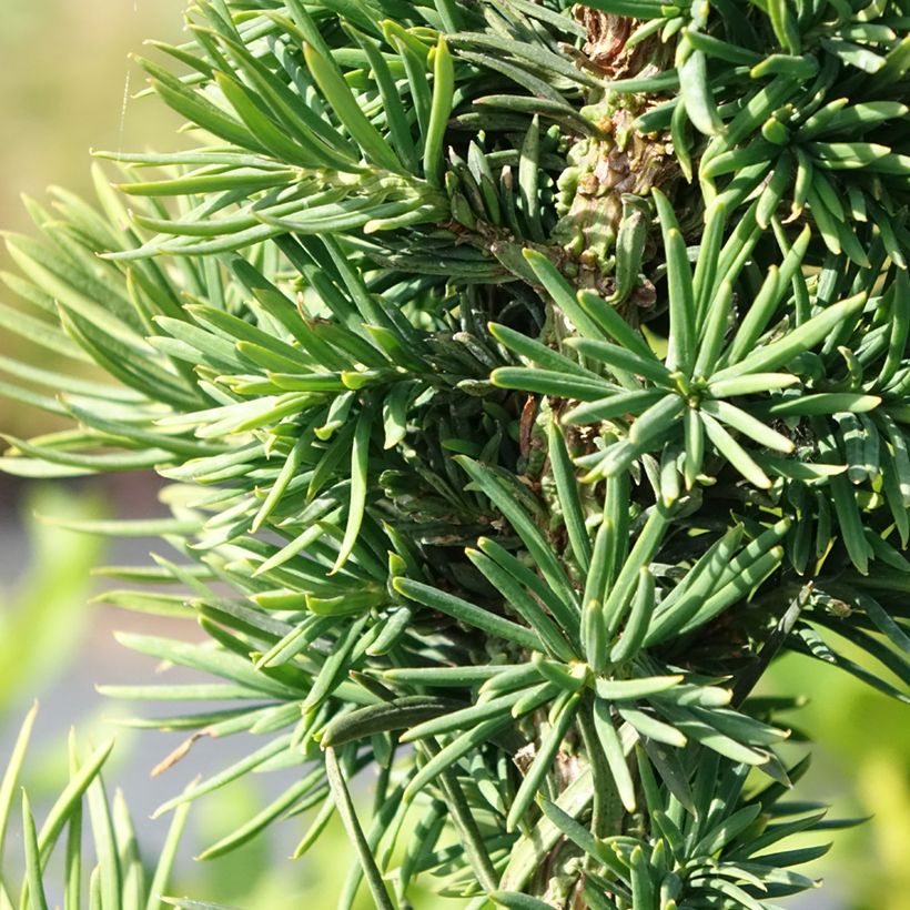 Tejo - Taxus baccata Cristata (Follaje)