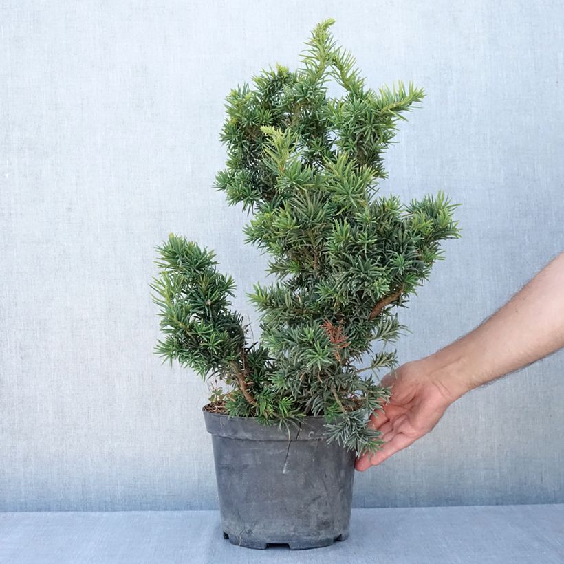 Ejemplar de Tejo - Taxus baccata Cristata Maceta 4L/5L entregado en verano