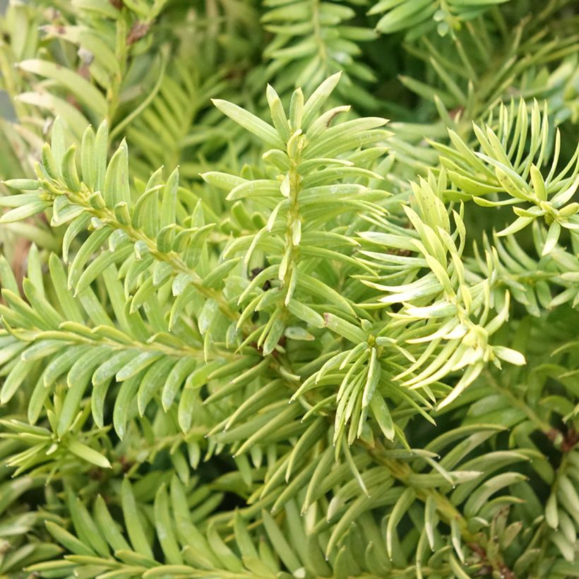 Tejo Elegantissima - Taxus baccata (Follaje)