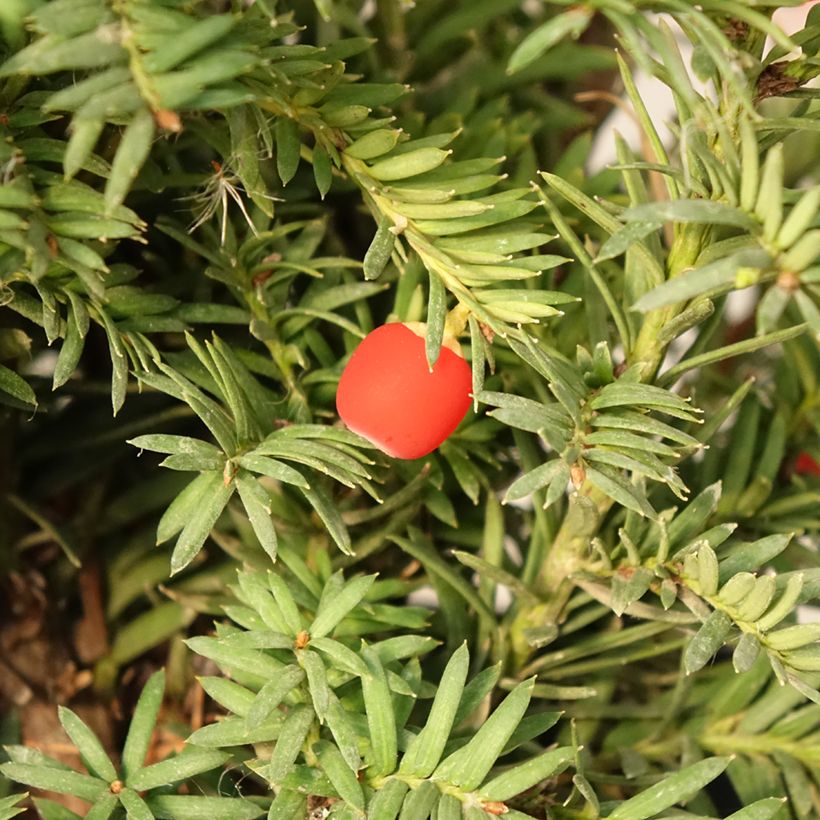Tejo Elegantissima - Taxus baccata (Cosecha)