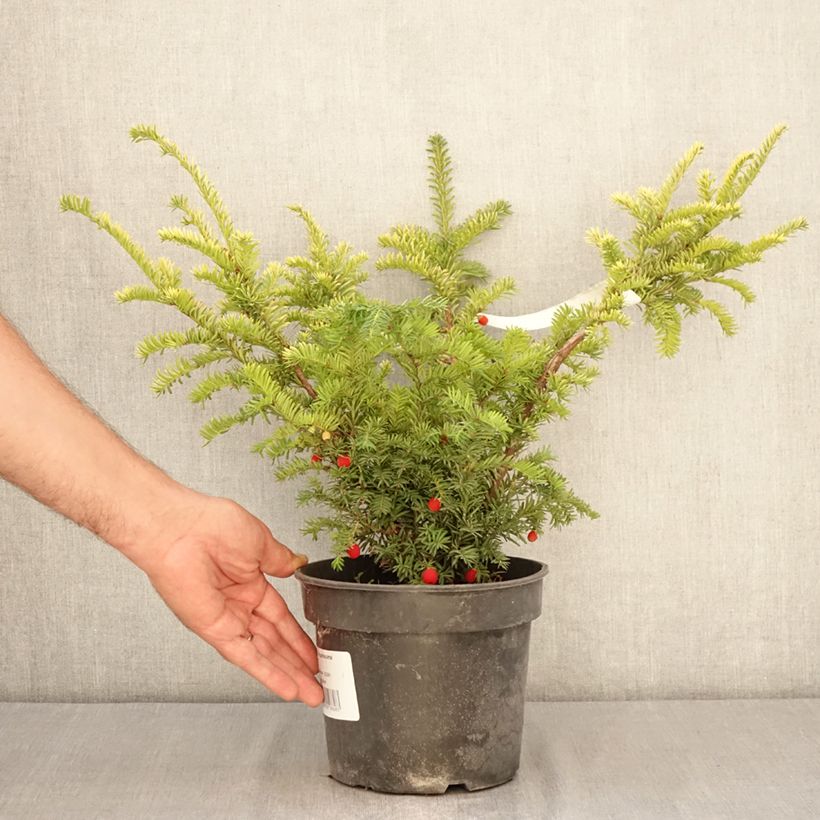 Ejemplar de Tejo Elegantissima - Taxus baccata Maceta 3L/4L entregado en verano