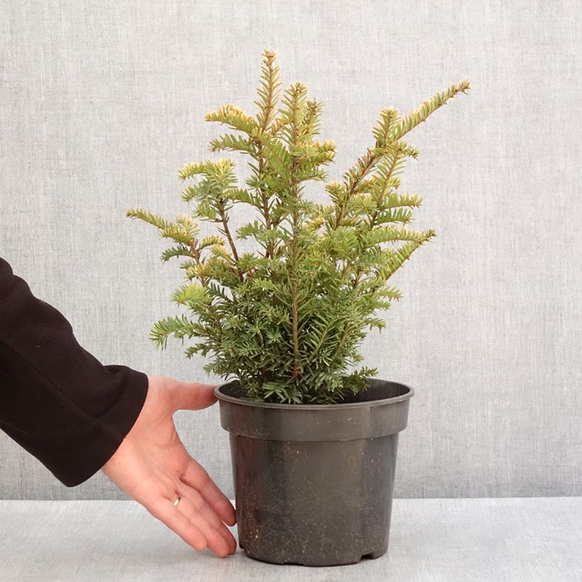 Tejo Elegantissima - Taxus baccata Maceta 3L/4L Ejemplar entregado en invierno