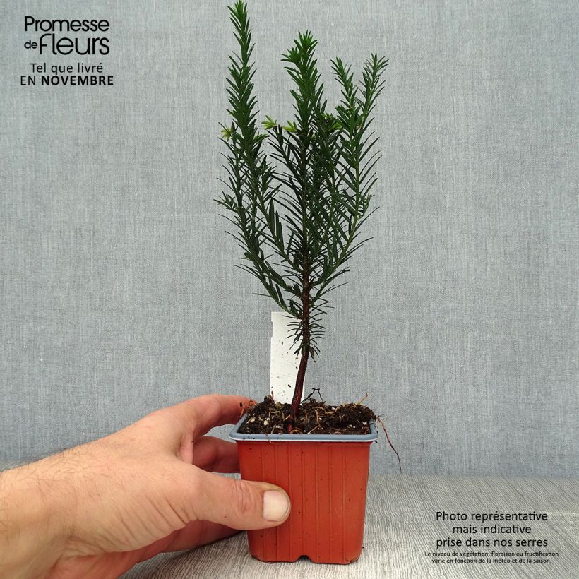 Ejemplar de Tejo - Taxus baccata Maceta de 8/9 cm entregado en otoño