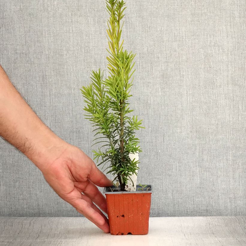 Ejemplar de Tejo Fastigiata Robusta - Taxus baccata Maceta de 8/9 cm entregado en verano