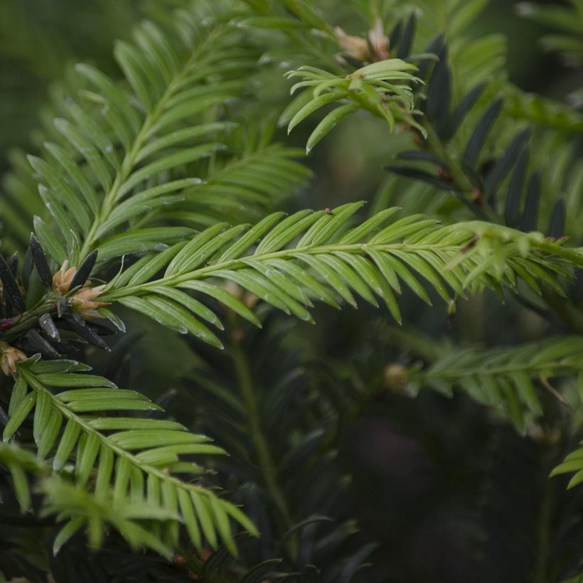 Tejo - Taxus baccata (Follaje)