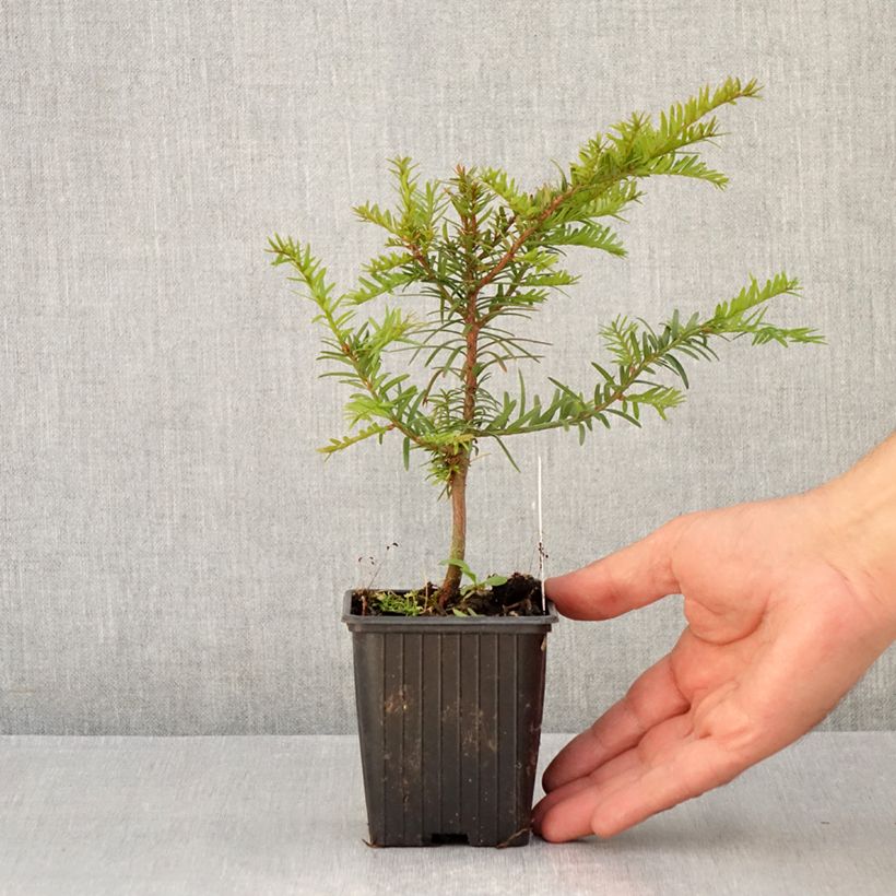 Ejemplar de Tejo - Taxus baccata Maceta de 8/9 cm entregado en verano