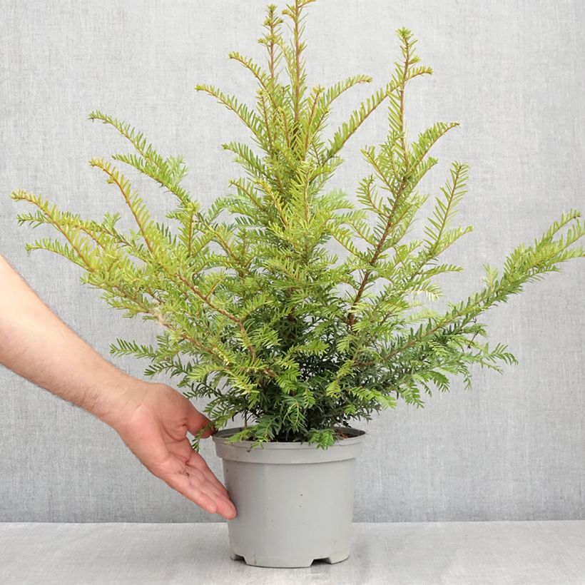 Ejemplar de Tejo - Taxus baccata Maceta 2L/3L entregado en verano
