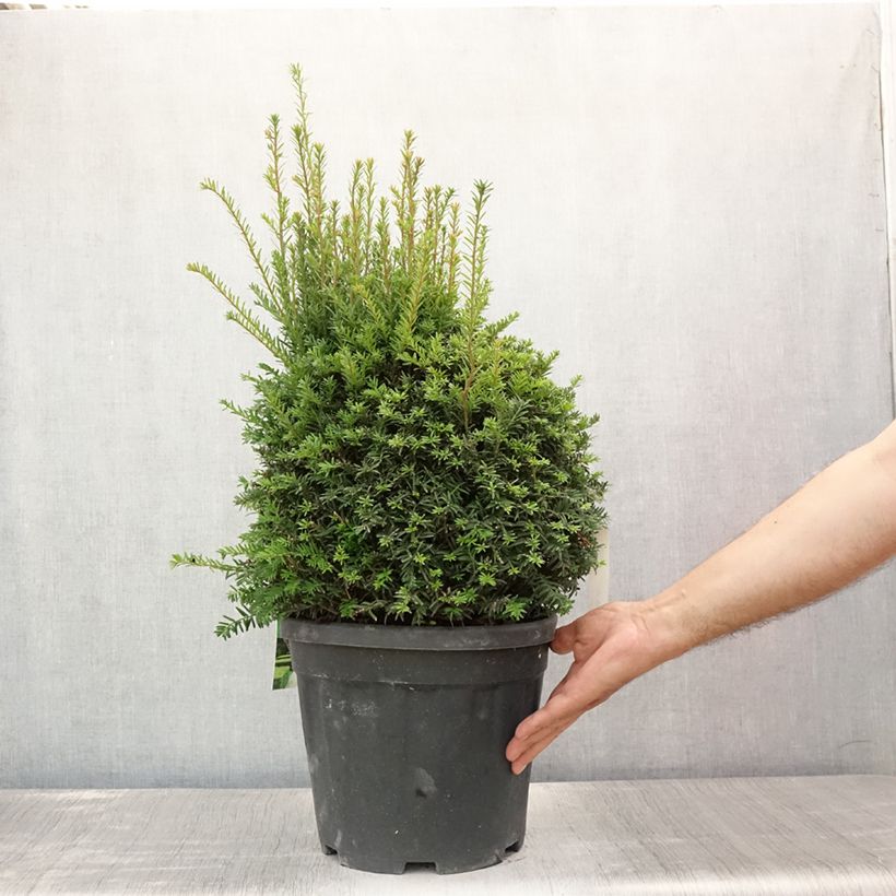 Ejemplar de Tejo (bola) - Taxus baccata Maceta 7,5L/10LAltura de entrega aprox. 30/40cm entregado en verano
