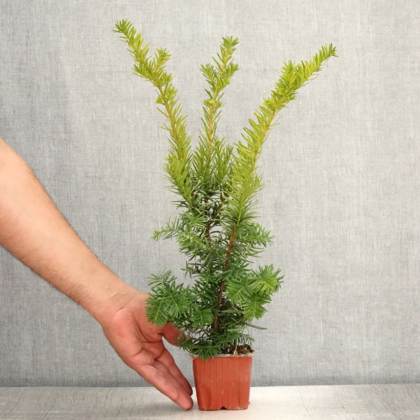 Ejemplar de Tejo híbrido Densiformis - Taxus media Maceta de 8/9 cm entregado en verano