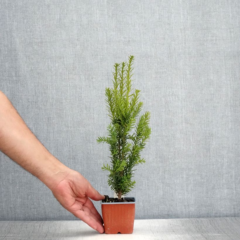 Ejemplar de Tejo híbrido Hillii - Taxus media Maceta de 8/9 cm entregado en verano