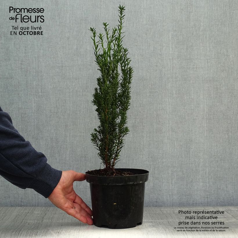 Ejemplar de Tejo híbrido Hillii - Taxus media Maceta 2L/3L entregado en otoño