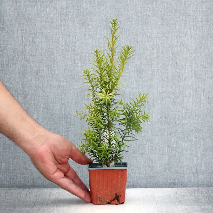 Ejemplar de Tejo híbrido Hicksii - Taxus media Maceta de 8/9 cm entregado en verano