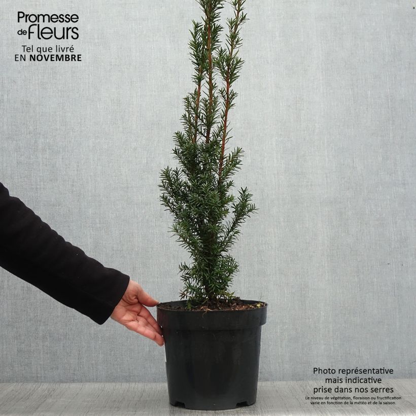 Ejemplar de Tejo híbrido Hicksii - Taxus media Maceta 7,5L/10L entregado en otoño