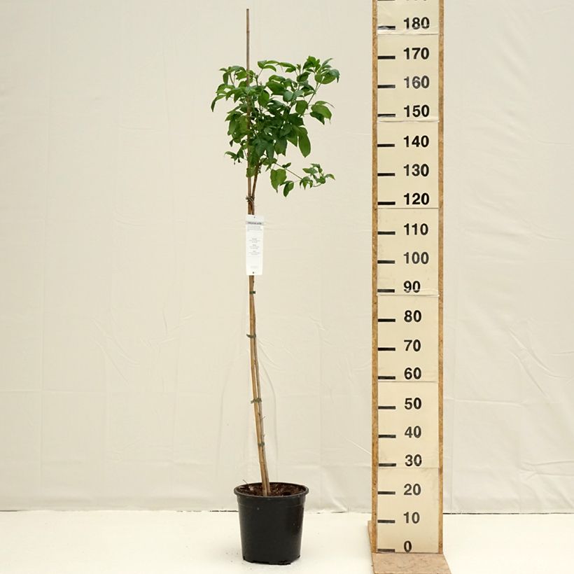 Tecoma stans - Bignonia amarilla Maceta 7,5L/10LAltura de entrega aprox. 170/200cm Ejemplar entregado en la primavera