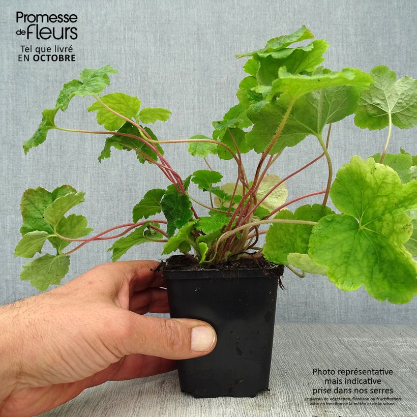 Ejemplar de Tellima grandiflora Maceta de 8/9 cm entregado en otoño