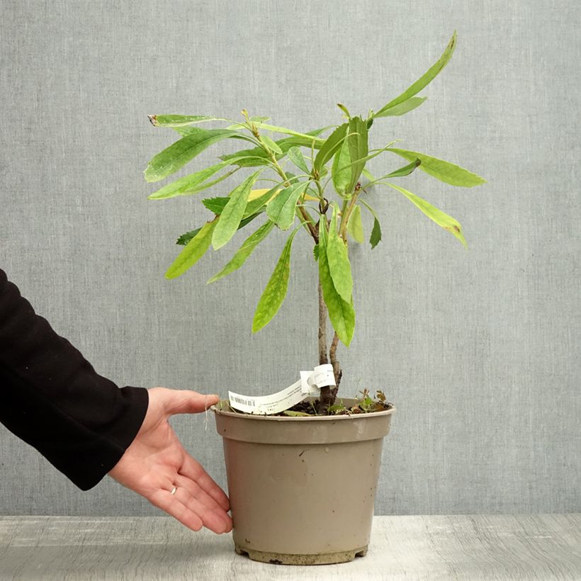 Ejemplar de Telopea speciosissima White - Waratah Maceta 4L/5L entregado en otoño