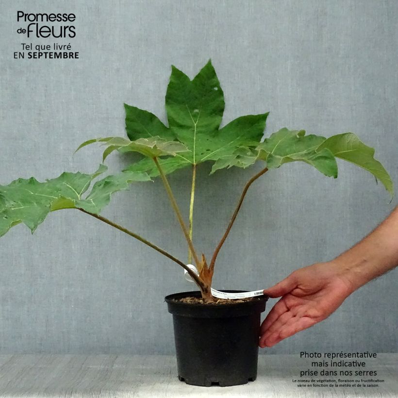 Ejemplar de Tetrapanax papyrifera Rex - Planta papel arroz Maceta 3L/4L entregado en otoño