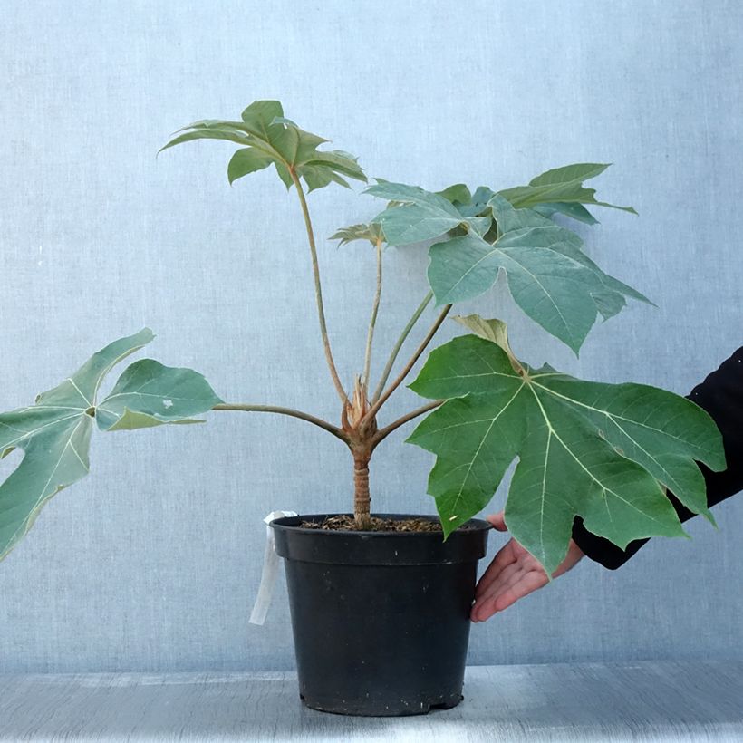 Ejemplar de Tetrapanax papyrifera Rex - Planta papel arroz Maceta 6L/7L entregado en otoño