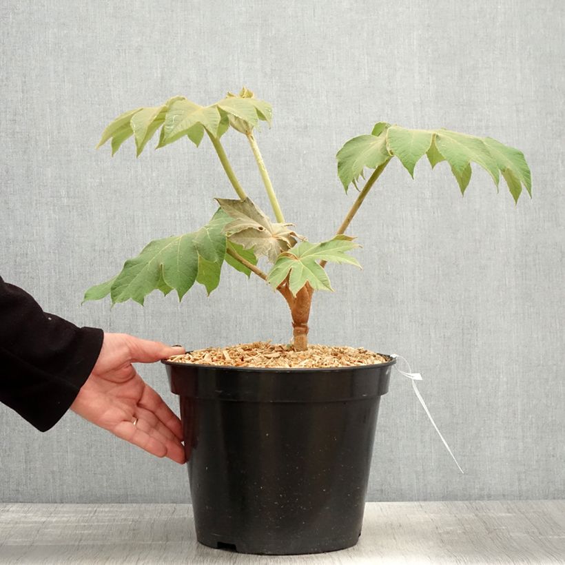 Tetrapanax papyrifera Rex - Planta papel arroz Maceta 6L/7L Ejemplar entregado en la primavera