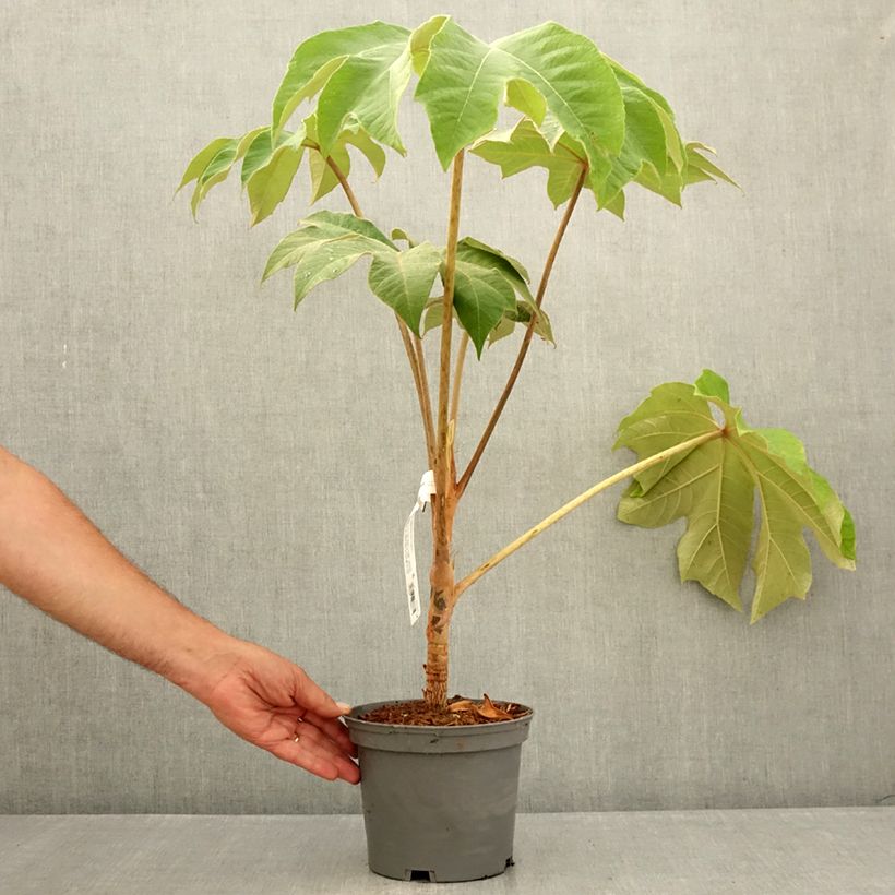 Ejemplar de Tetrapanax papyrifera Rex - Planta papel arroz Maceta 3L/4L entregado en verano