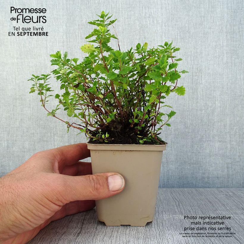 Ejemplar de Teucrium chamaedrys Wild Form - Camedrio Maceta de 8/9 cm entregado en verano