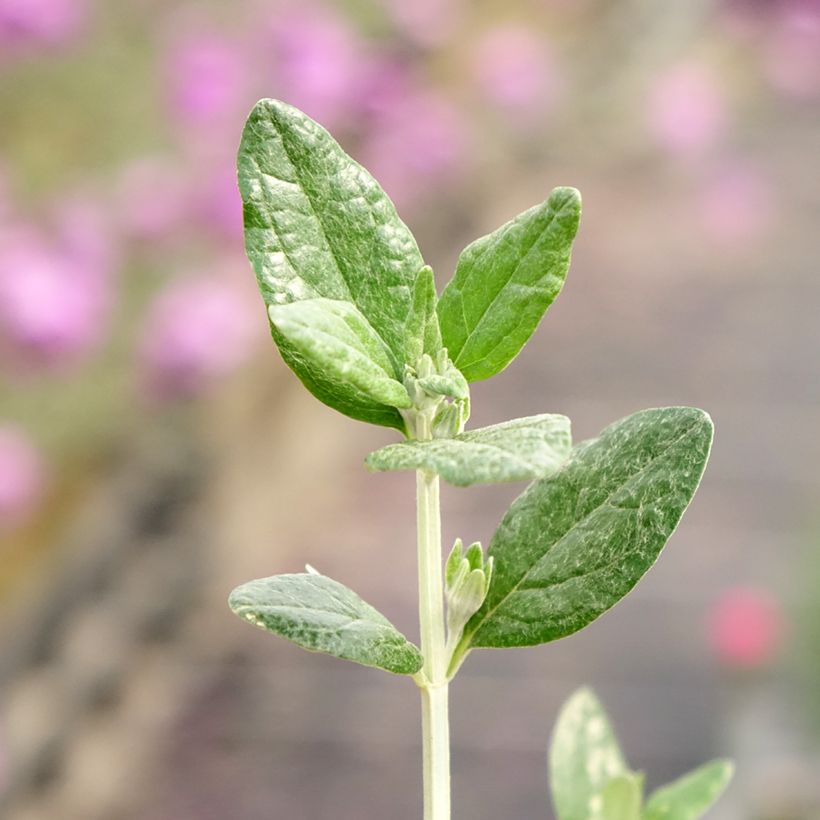 Teucrium fruticans Selection Erecta - Olivilla (Follaje)