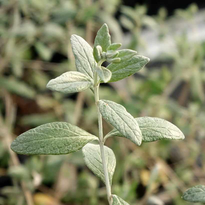 Teucrium fruticans Selection Erecta - Olivilla (Follaje)