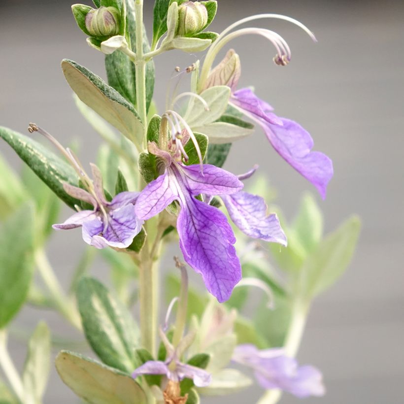 Teucrium fruticans Selection Erecta - Olivilla (Floración)