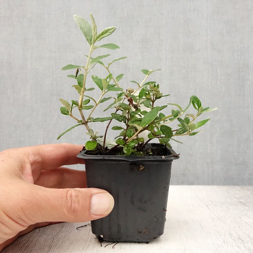 Ejemplar de Teucrium fruticans Selection Erecta - Olivilla Maceta de 8/9 cm entregado en verano