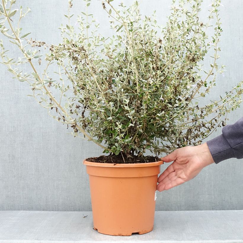 Teucrium fruticans Selection Erecta - Olivilla Maceta 7,5L/10LAltura de entrega aprox. 40/60cm Ejemplar entregado en la primavera