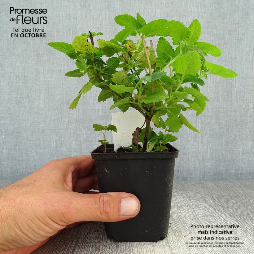 Ejemplar de Teucrium hircanicum - Teucrio del Cáucaso Maceta de 8/9 cm entregado en otoño
