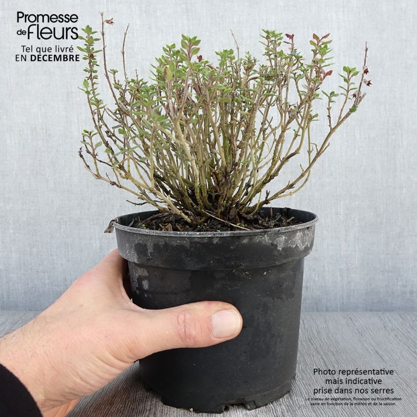 Ejemplar de Teucrium lucidrys - Germandrina Maceta 2L/3L entregado en otoño