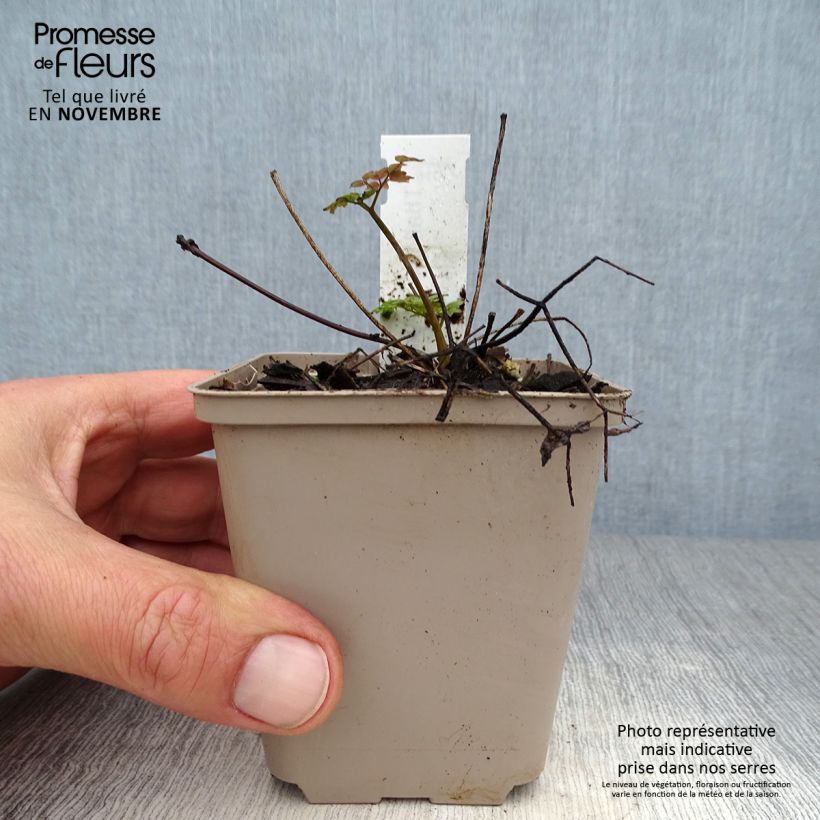 Ejemplar de Thalictrum Anne Maceta de 8/9 cm entregado en otoño
