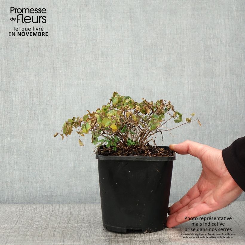 Ejemplar de Thalictrum aquilegifolium Thundercloud Maceta 2L/3L entregado en otoño