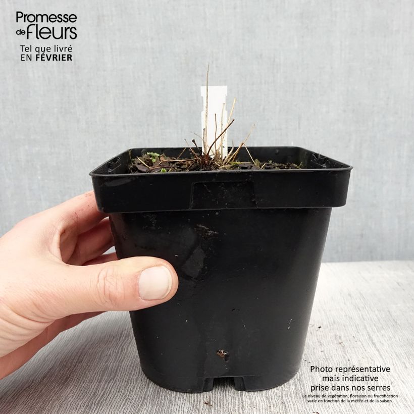 Thalictrum delavayi Album Maceta 2L/3L Ejemplar entregado en invierno