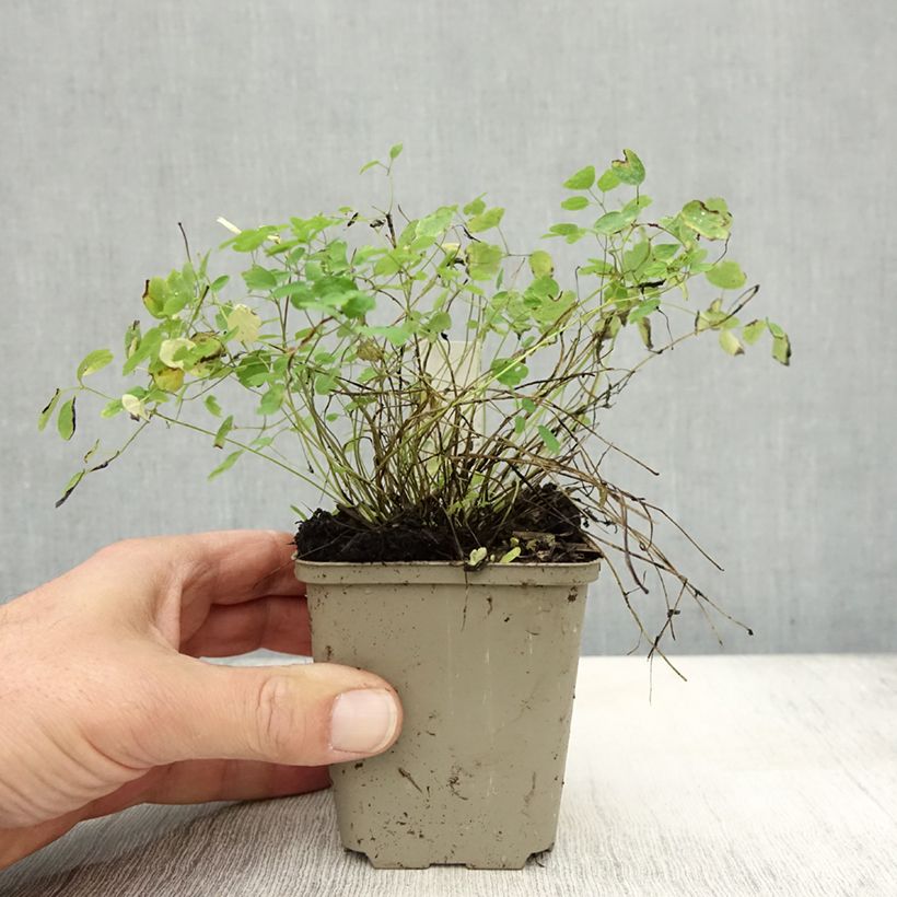Ejemplar de Thalictrum delavayi Ankum Maceta de 8/9 cm entregado en otoño